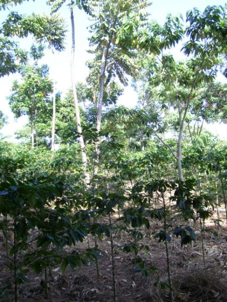 Growing Coffee Plants near Lake Kivu